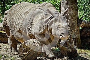 Rhinoceros Diceros Bicornis photo