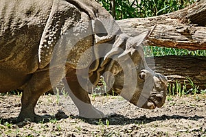 Rhinoceros Diceros Bicornis photo