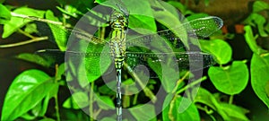 rhinoceros dragonfly perched on jasmine leaf isolated background
