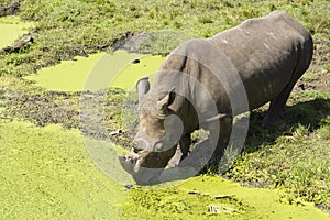 Rhinoceros drinking from a pond