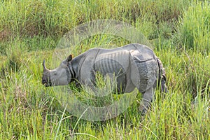 Rhinoceros in dudhua