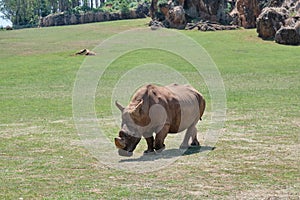 A rhinoceros eating grass in Cabarceno Natural Park in Cantabria photo