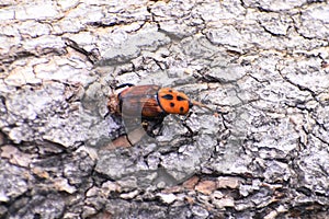 Rhinoceros elephant beetle