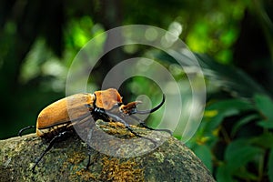 Rhinoceros elephant beetle, Megasoma elephas, big insect from rain forest in Costa Rica. Beetle sitting on stone in the green