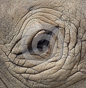 Rhinoceros Eyes photo