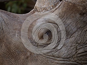 Rhinoceros face close up background