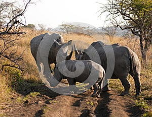 Rhinoceros Family Gathering photo