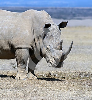 Rhinoceros photo