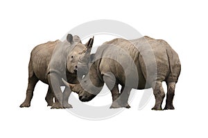 Rhinoceros fighting isolated on a white background