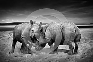 Rhinoceros fighting photo