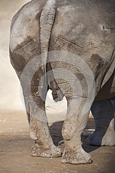 Rhinoceros genitals