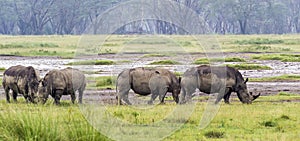 Rhinoceros grazing on the plain at Lake Nakuru