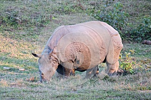Rhinoceros in Manas National Park, Assam, India photo