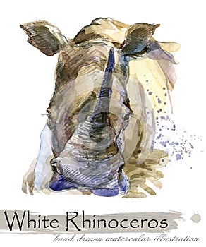 rhinoceros hand drawn watercolor illustration