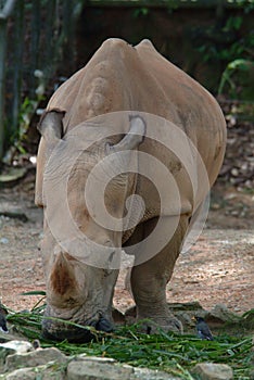Rhinoceros