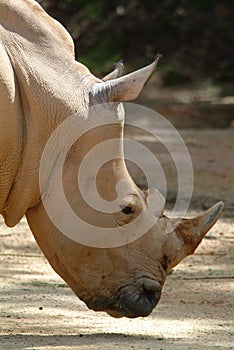 Rhinoceros