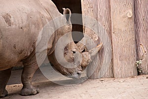 Rhinoceros head close up