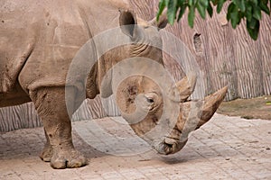 Rhinoceros head close up