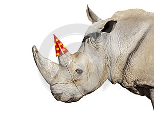 Rhinoceros head portrait wear party cap on the horn