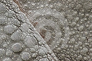 Rhinoceros, his skin approximately, texture, background