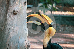 Rhinoceros Hornbill