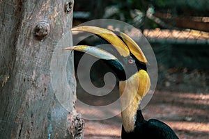 Rhinoceros Hornbill