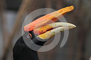 Rhinoceros hornbill