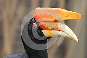 Rhinoceros hornbill