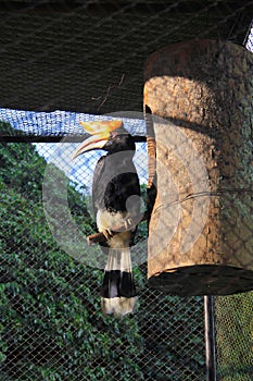 Rhinoceros Hornbill