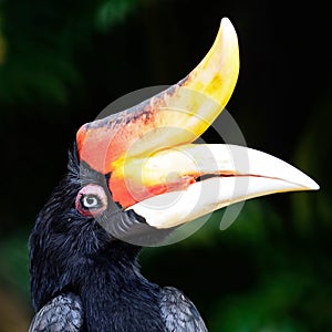 Rhinoceros Hornbill