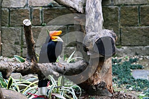 Rhinoceros Hornbill