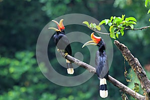 Rhinoceros Hornbill