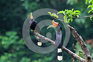 Rhinoceros Hornbill