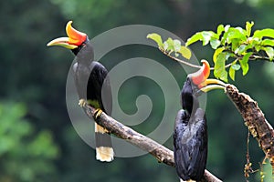 Rhinoceros Hornbill