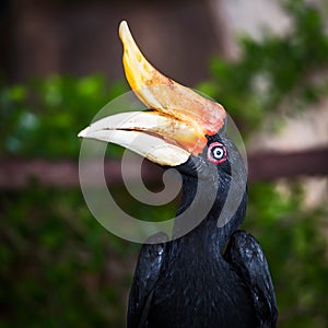 Rhinoceros Hornbill