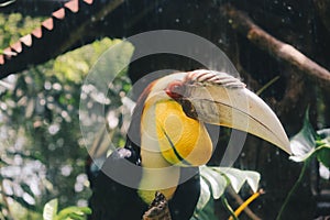 Rhinoceros Hornbill Bird Buceros rhinoceros in dark background.