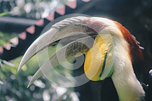 Rhinoceros Hornbill Bird Buceros rhinoceros in dark background.