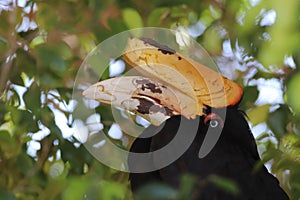 Rhinoceros hornbill Buceros rhinoceros 1