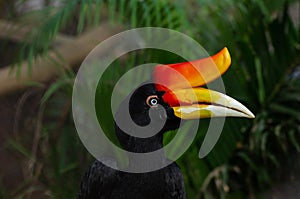 Rhinoceros hornbill or Buceros rhinoceros