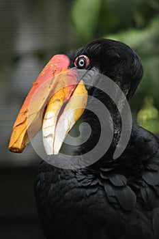 Rhinoceros hornbill (Buceros rhinoceros).