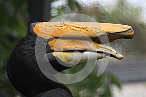 Rhinoceros hornbill (Buceros rhinoceros).