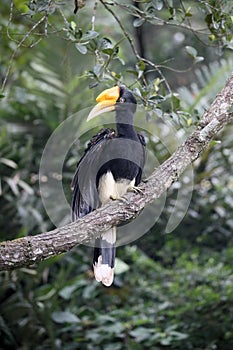 Rhinoceros hornbill, Buceros rhinoceros