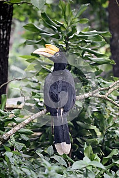 Rhinoceros hornbill, Buceros rhinoceros