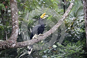 Rhinoceros hornbill, Buceros rhinoceros