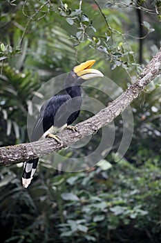 Rhinoceros hornbill, Buceros rhinoceros