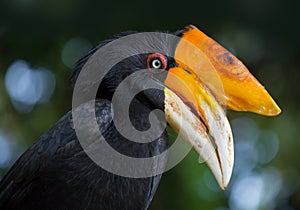 Rhinoceros Hornbill. Buceros rhinoceros in Bali