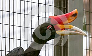 Rhinoceros Hornbill Buceros rhinoceros inside a cage in a Zoo