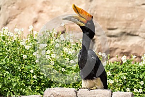 A rhinoceros hornbill Buceros rhinoceros perched on a rock in front of flowers in the rainforest