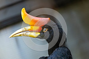 Rhinoceros Hornbill (Buceros rhinoceros) in Southeast Asia