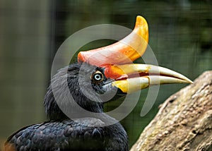 Rhinoceros Hornbill (Buceros rhinoceros) in Southeast Asia